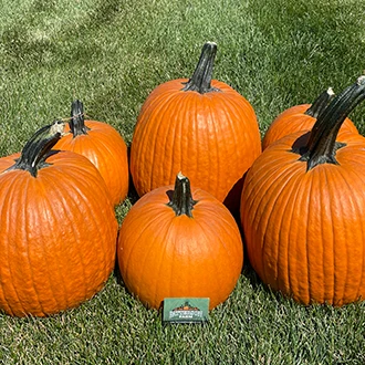 three Medium and large pumpkins with a business card in front to show size