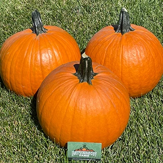 three Medium pumpkins with a business card in front to show size