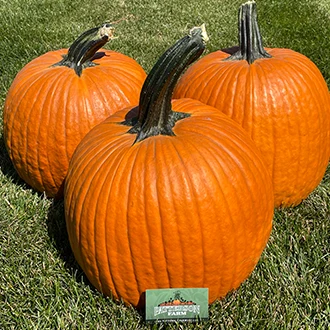 three large pumpkins with a business card in front to show size