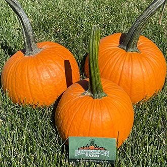 three sugar pumpkins with a business card in front to show size